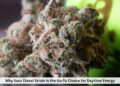 Why Sour Diesel Strain Is the Go-To Choice for Daytime Energy