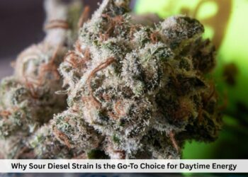 Why Sour Diesel Strain Is the Go-To Choice for Daytime Energy