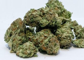 THCA Flower Strains in 2026 You Should Try